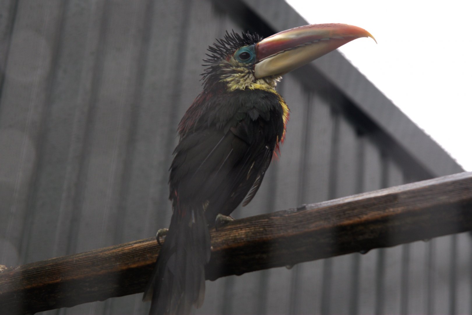 Curl-crested Aracari (Pteroglossus beauharnaisii)