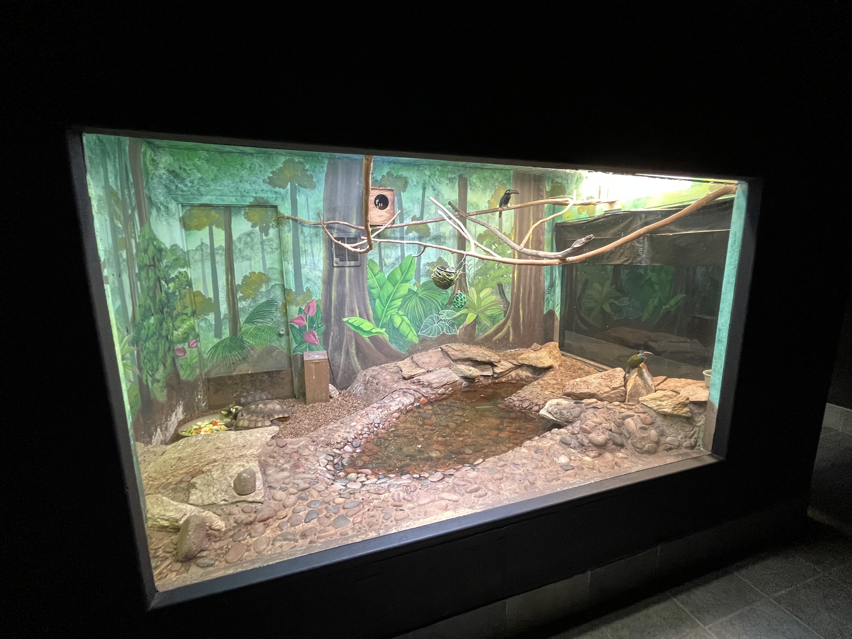 Curl-crested Aracari + Yellow-footed Tortoise Exhibit