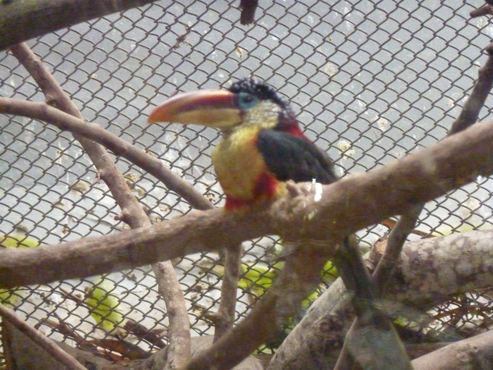 Curl-crested Aracari