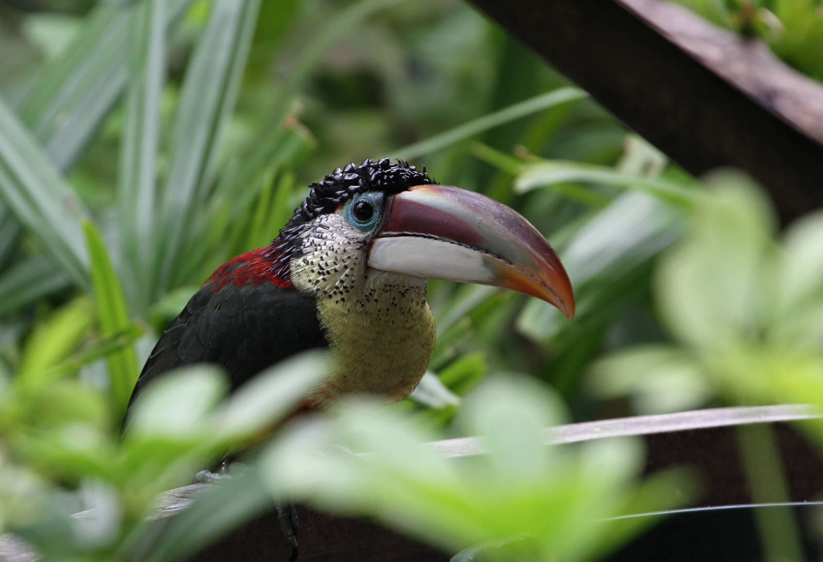 Curl-crested Aracari