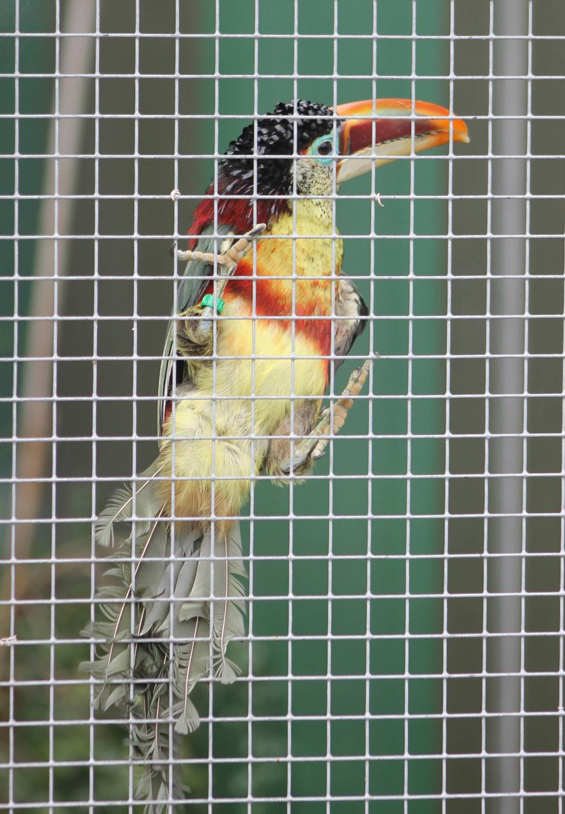 Curl-crested aracari