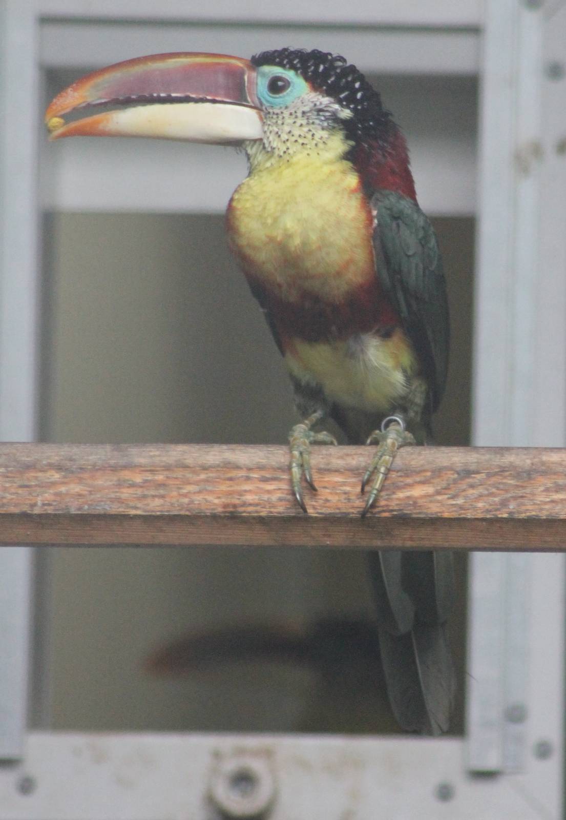 Curl-crested aracari