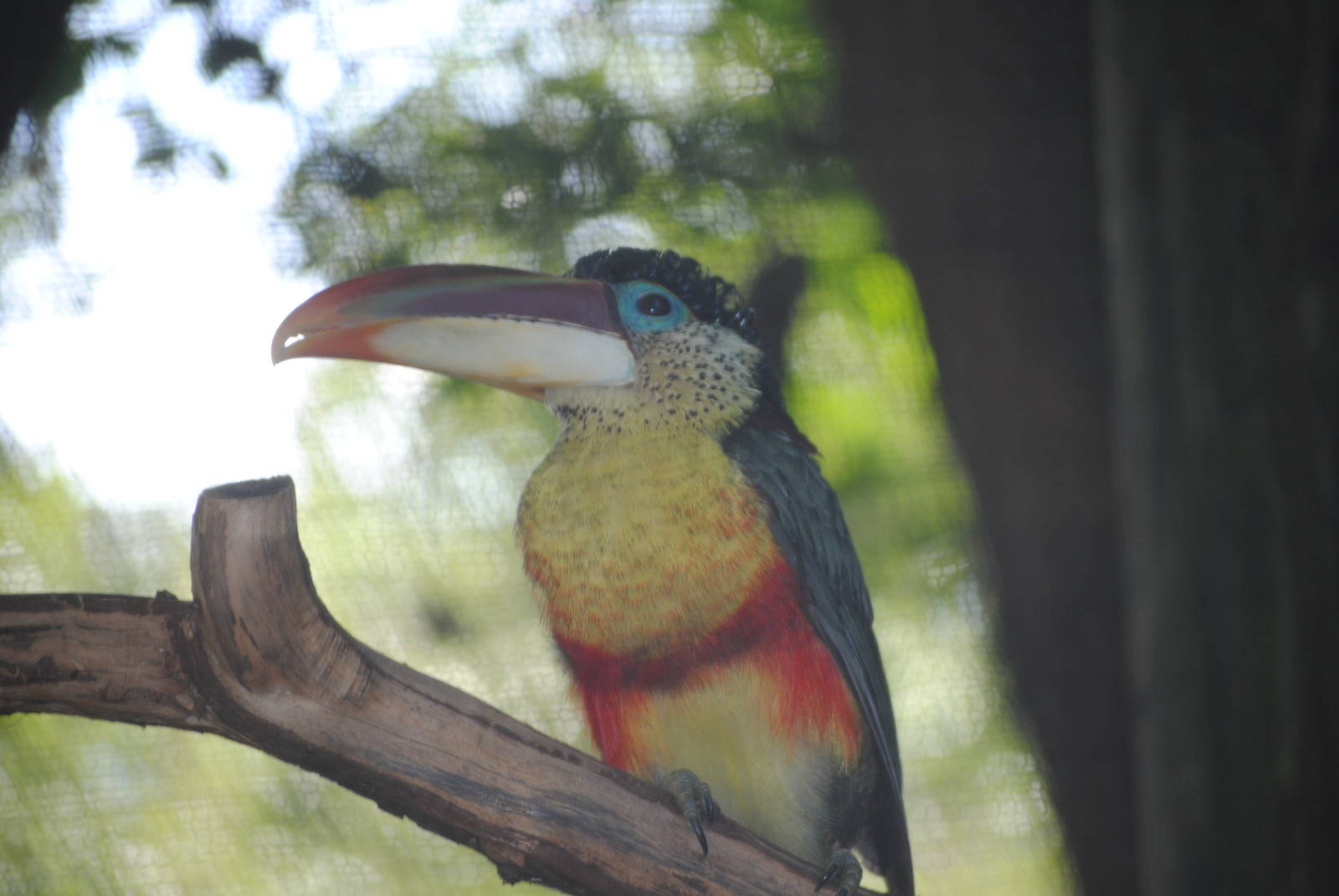 Curl-Crested Aracari