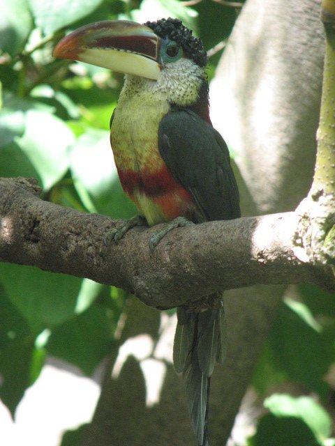Curl-crested aracari