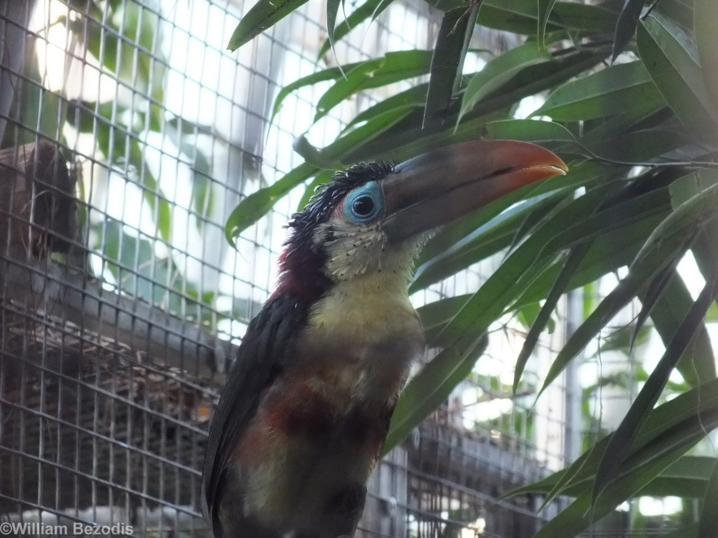 Curl-crested Aracari