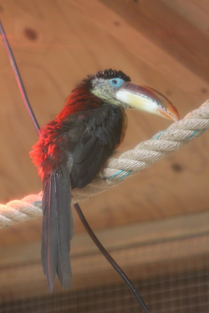 Curl-crested aracari