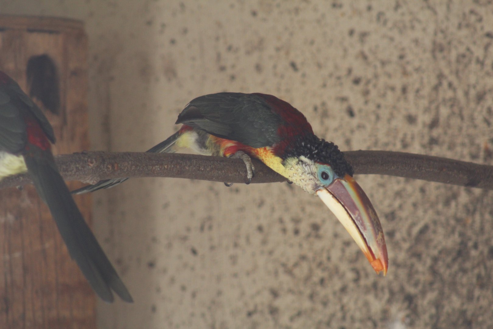 Curl-Crested Araçari