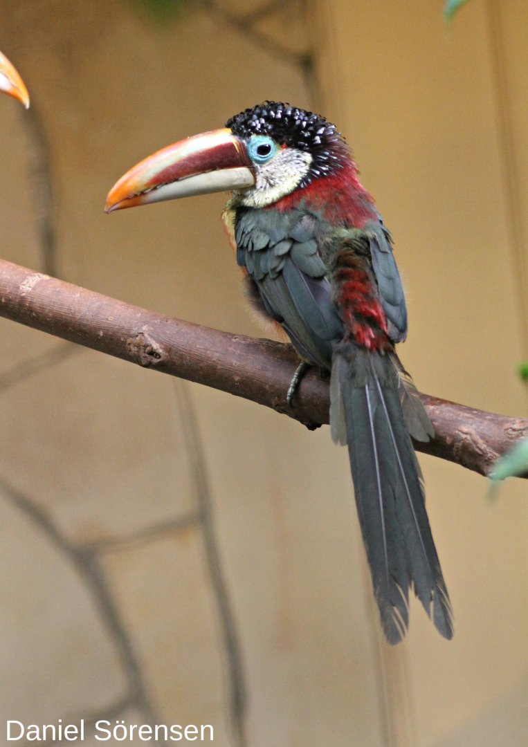 Curl-crested aracari