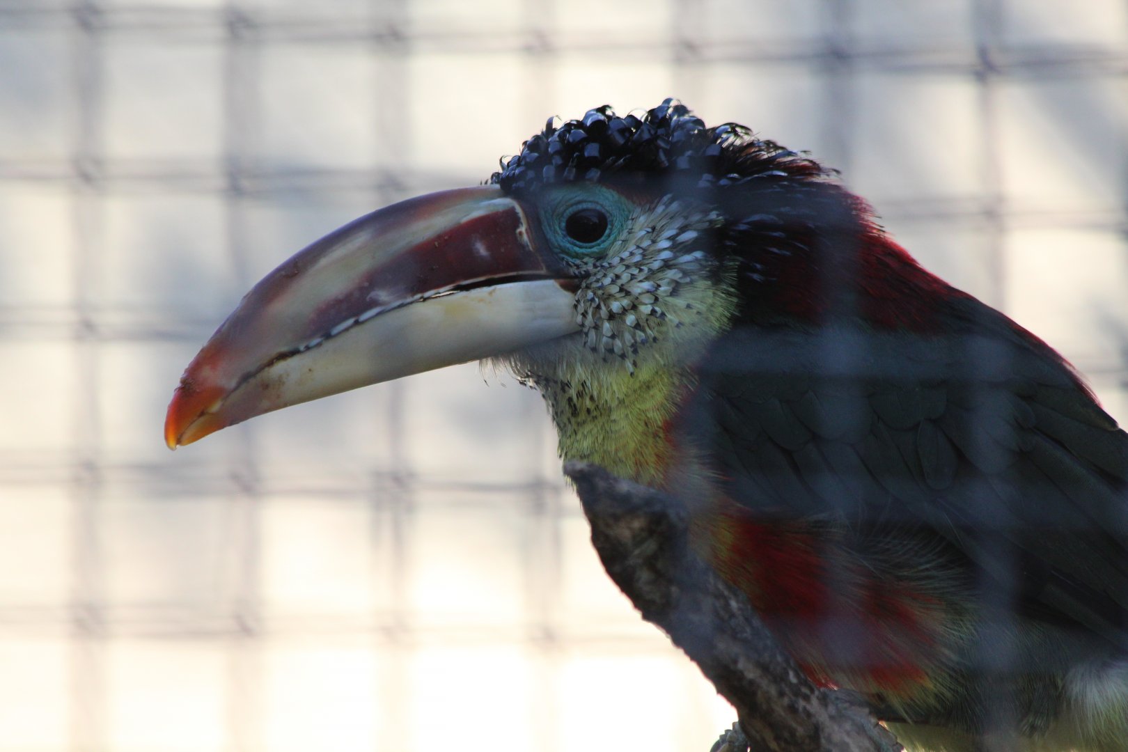 Curl Crested Aracari