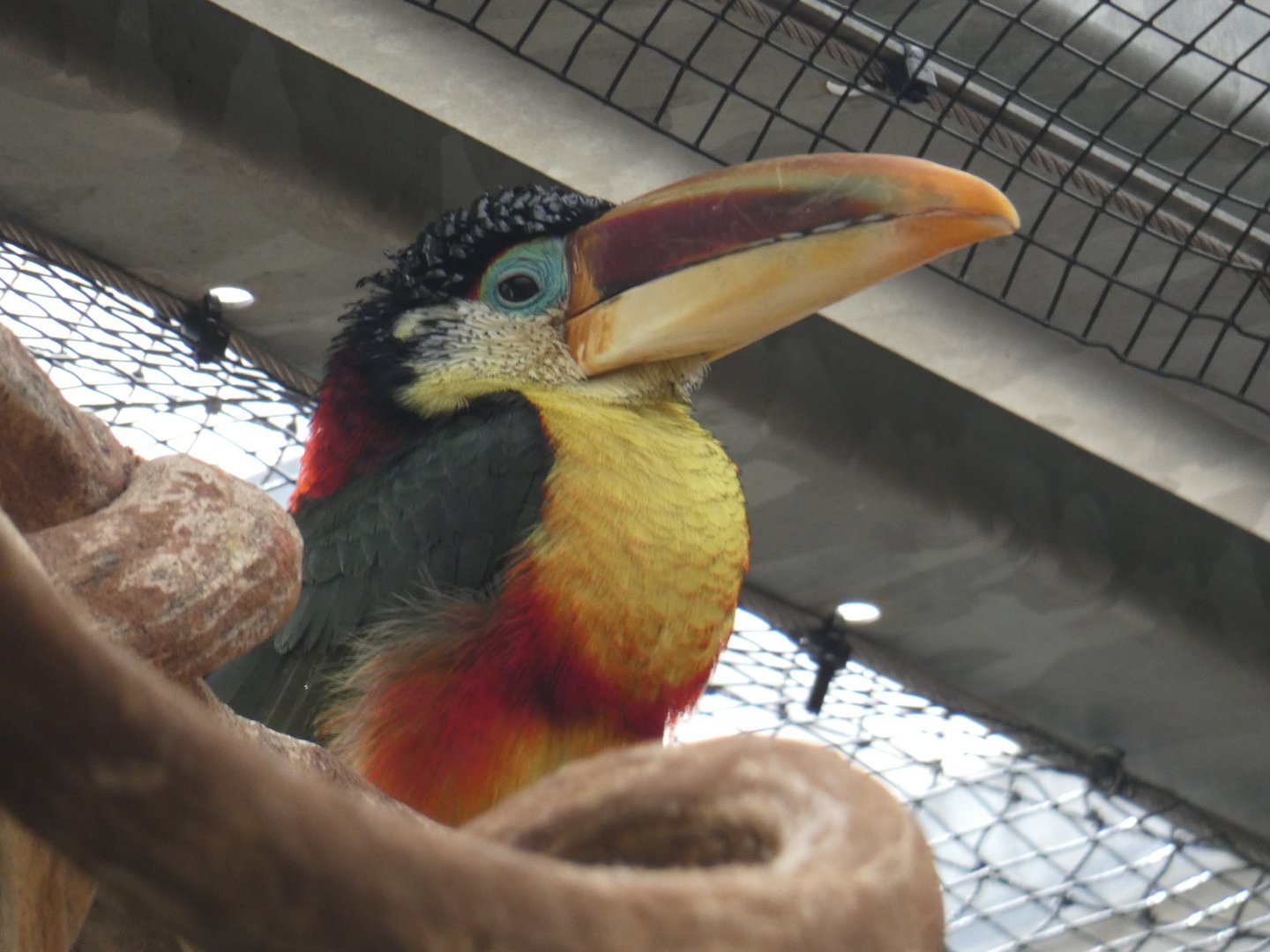 Curl-crested Aracari