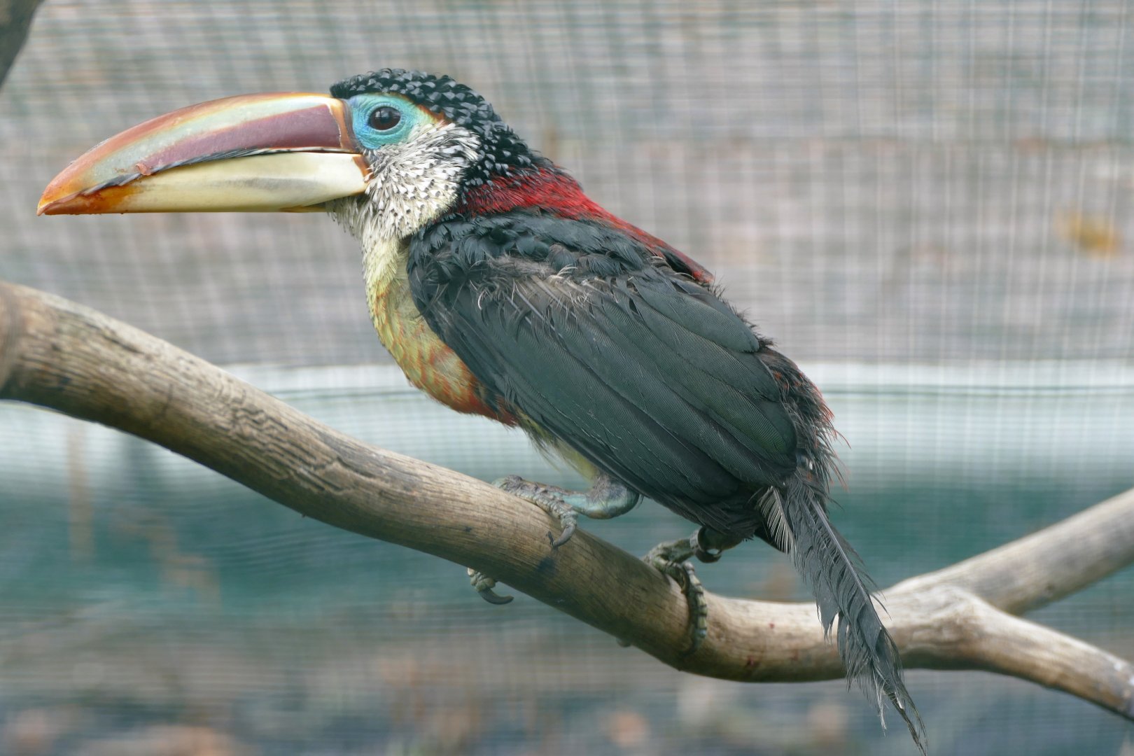 Curl-crested aracari