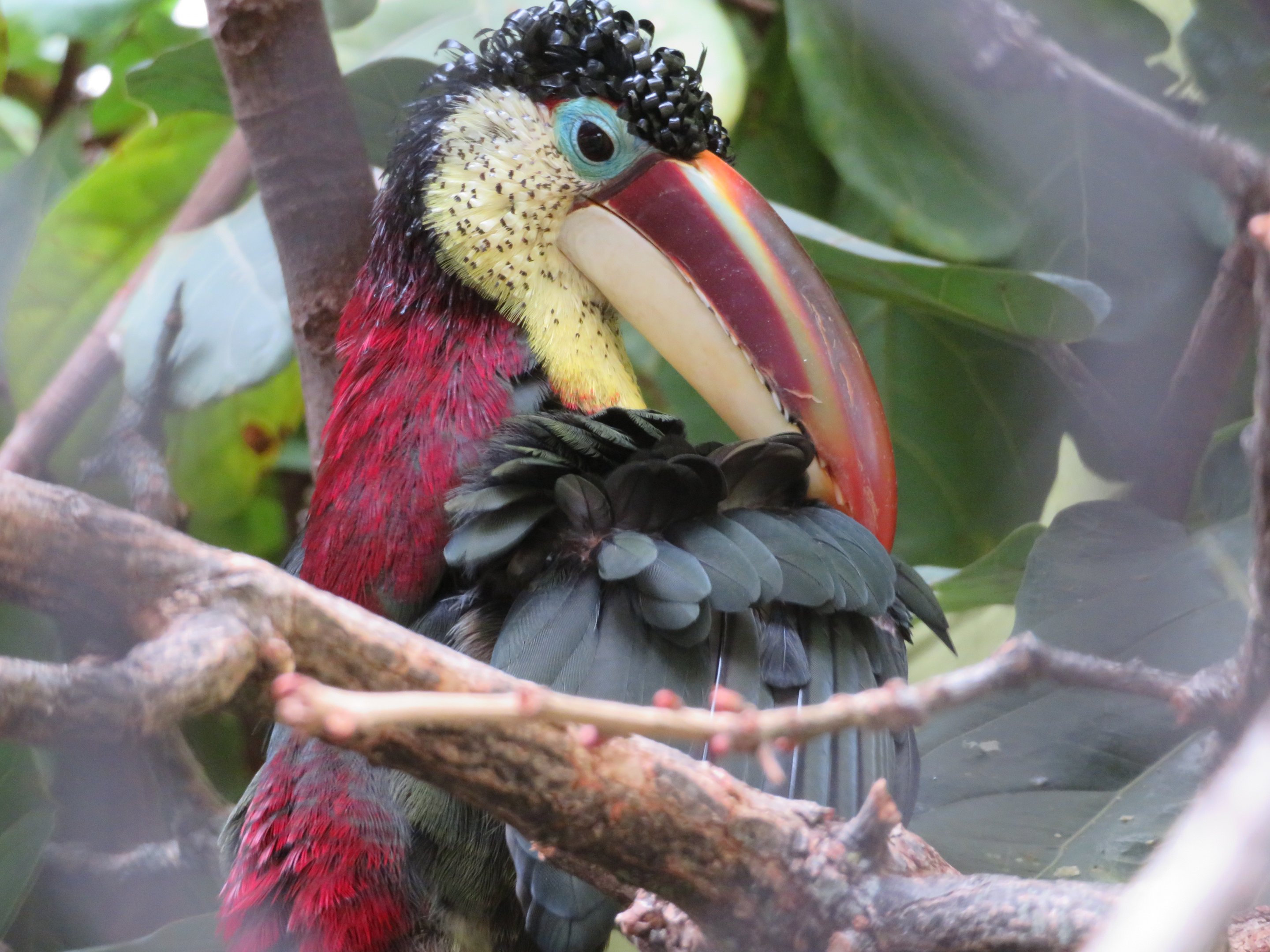 Curl-crested Aracari