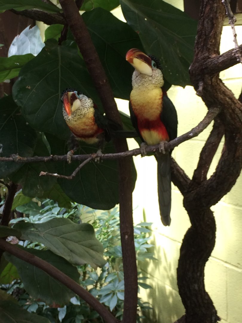 Curl-crested Aracari
