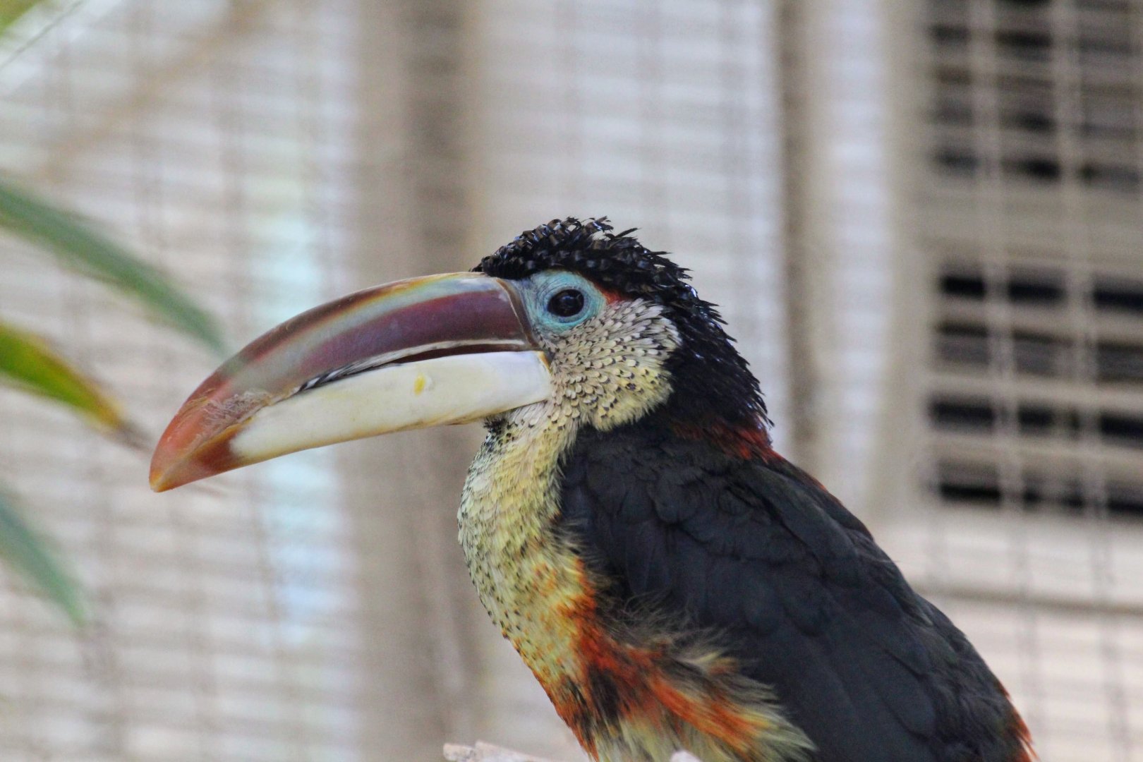 Curl-crested Aracari