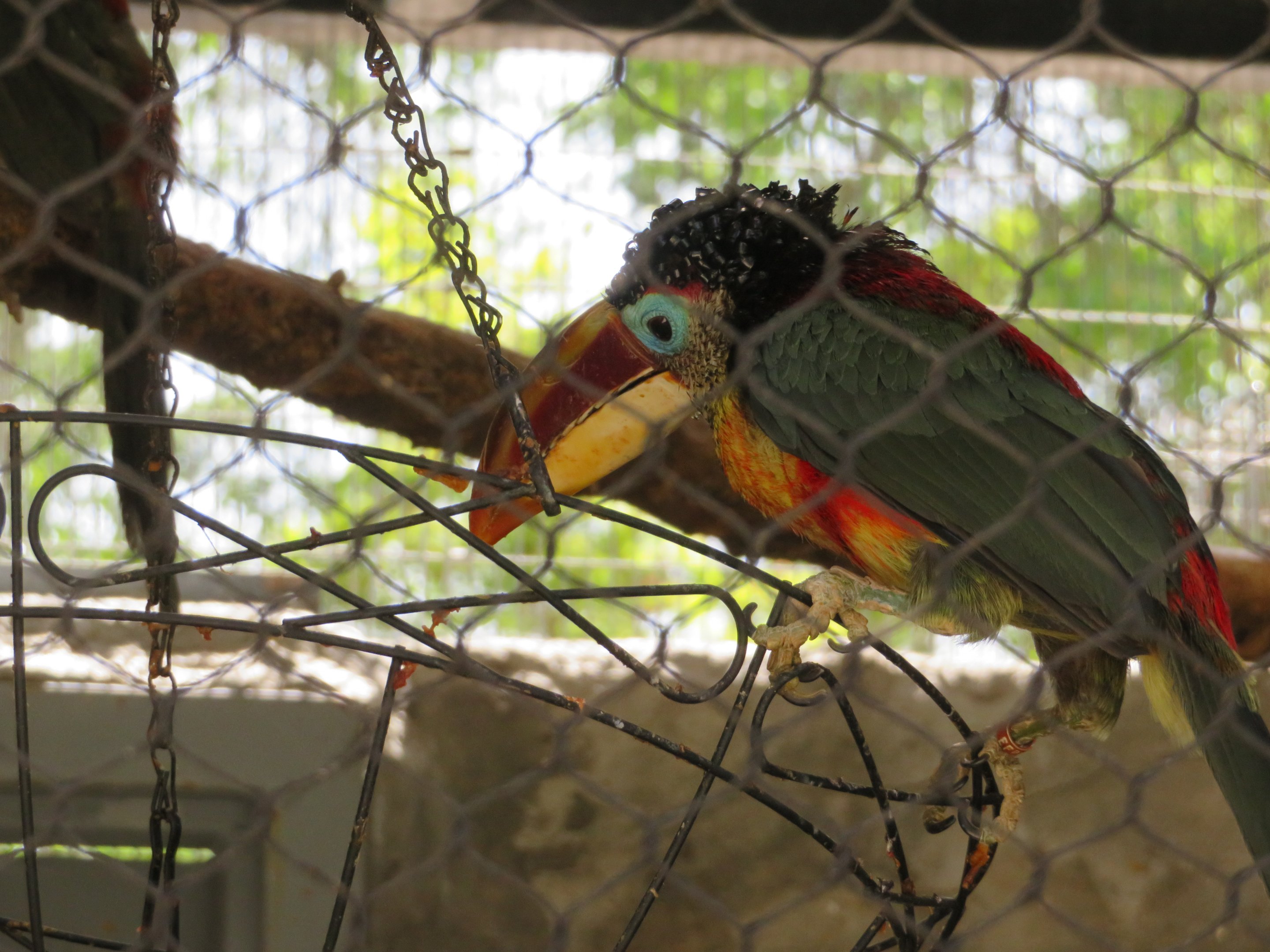 Curl-crested Aracari