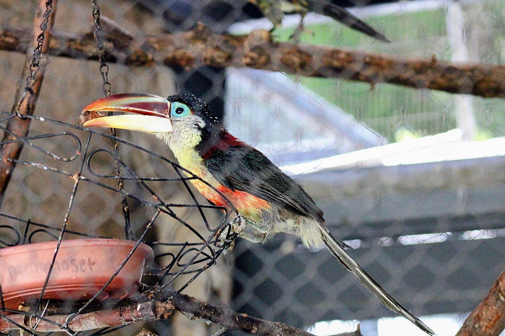 Curl-crested Araçari
