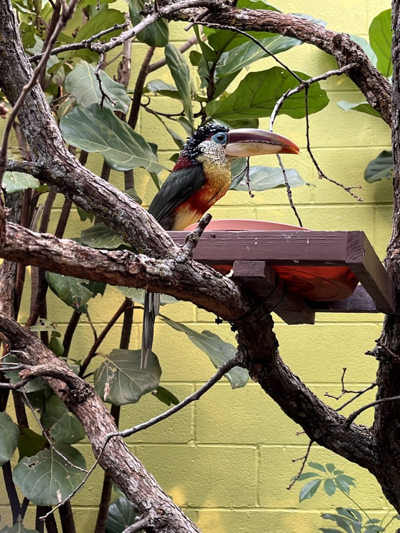Curl-crested Aracari