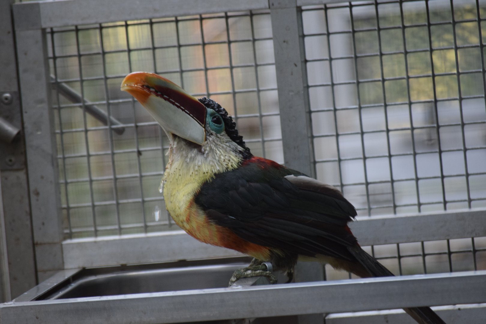 Curl-crested aracari