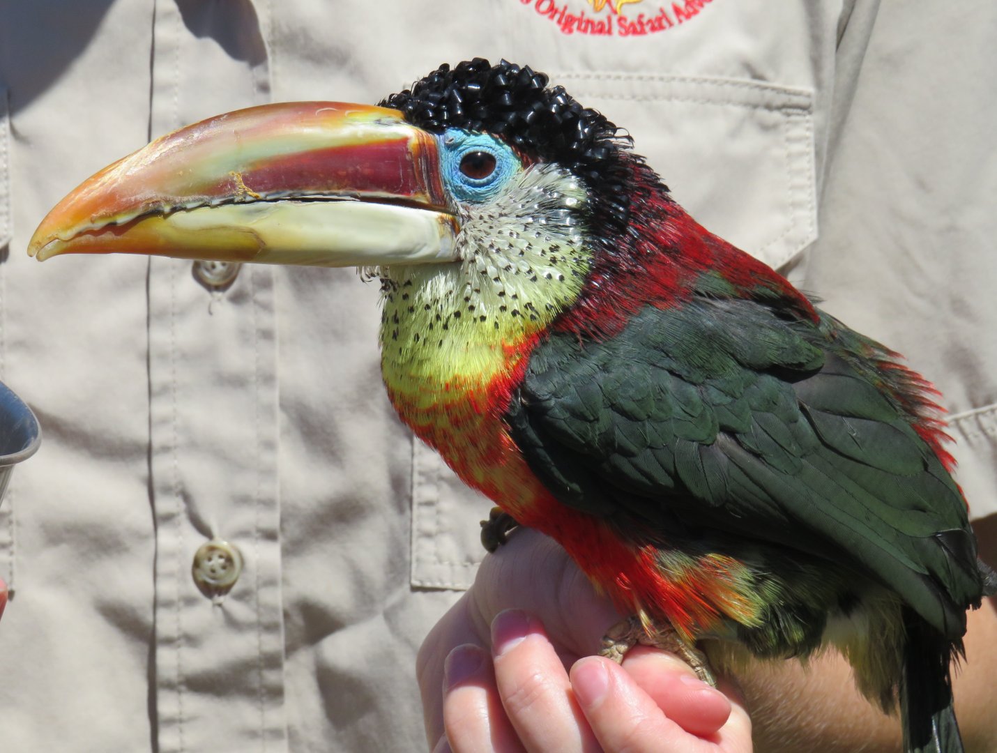 Curl-crested aracari
