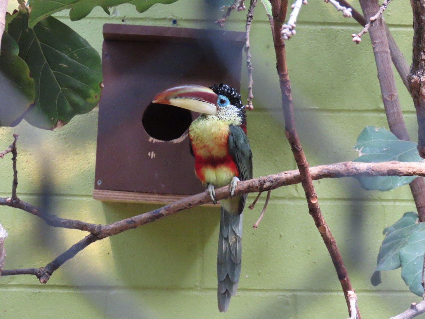 Curl-crested Aracari