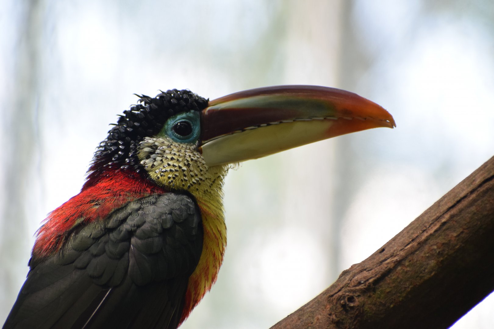 Curl-crested aracari
