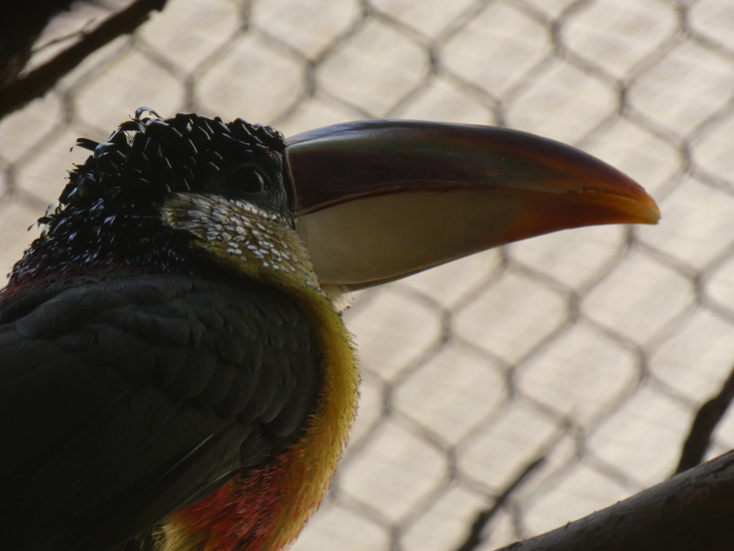 Curl-crested aracari