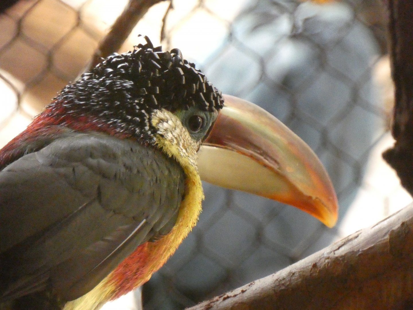 Curl-crested aracari