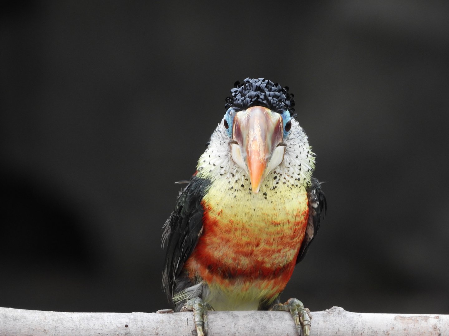 Curl-crested aracari