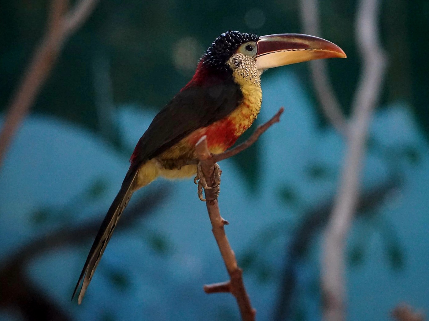 Curl-crested Aracari