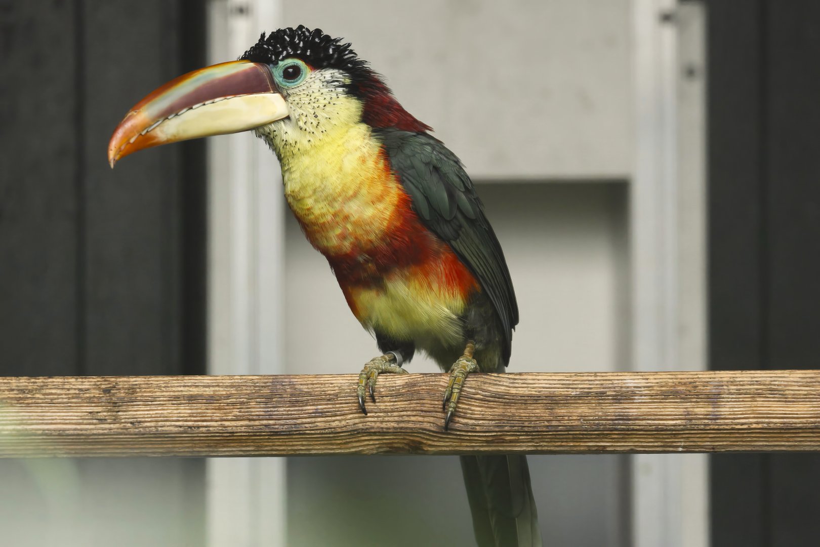 Curl-crested aracari