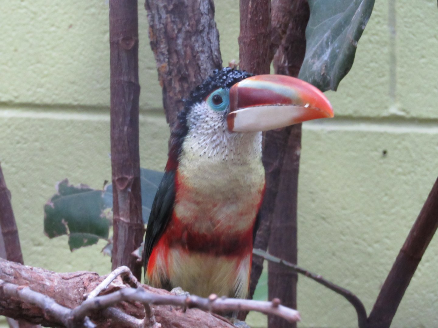 Curl-crested Aracari