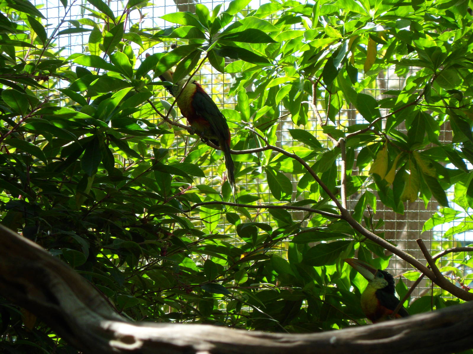 Curl-Crested Aracaris