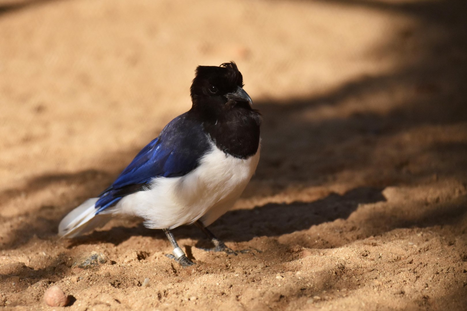 Curl-crested Jay (Cyanocorax cristatellus)