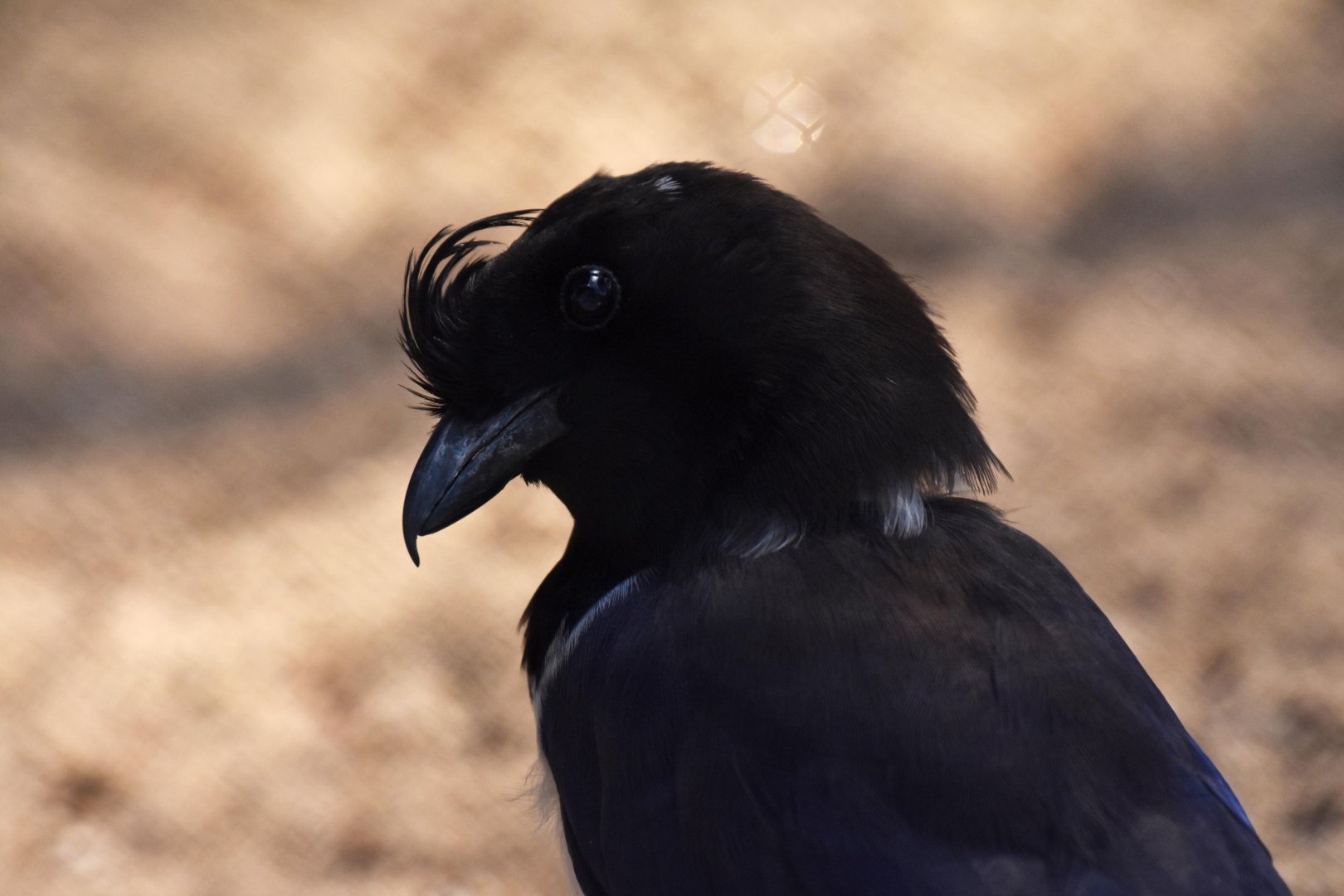 Curl-crested Jay (Cyanocorax cristatellus)