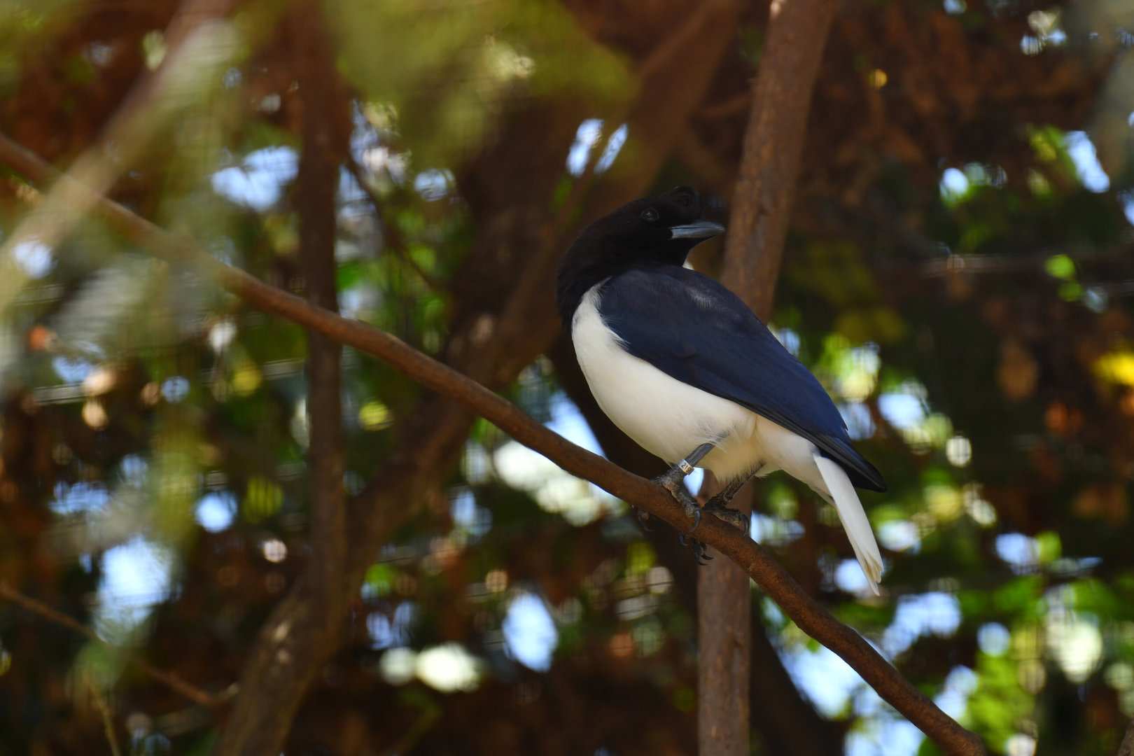Curl-crested Jay Cyanocorax cristatellus