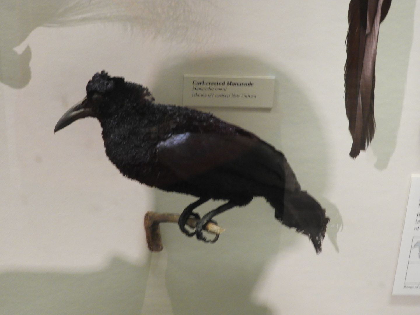 Curl-Crested Manucode (Manucodia comrii) taxidermy specimen