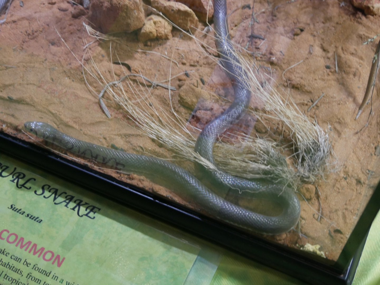 Curl Snake (suta suta)