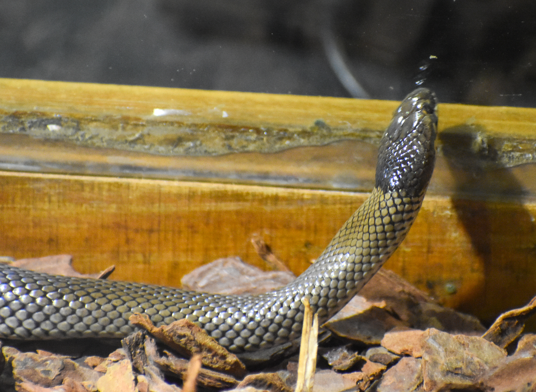 Curl Snake, Suta suta