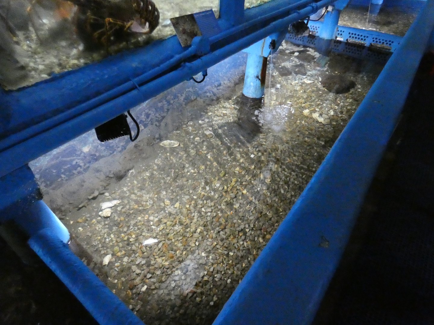 Curled Octopus enclosure (Fowey Aquarium)