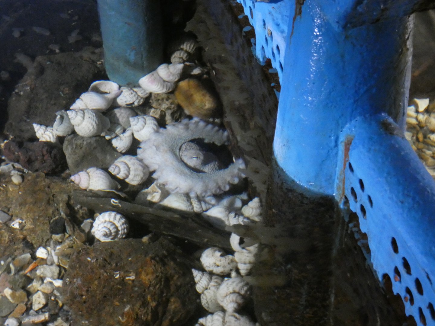 Curled Octopus (Fowey Aquarium)