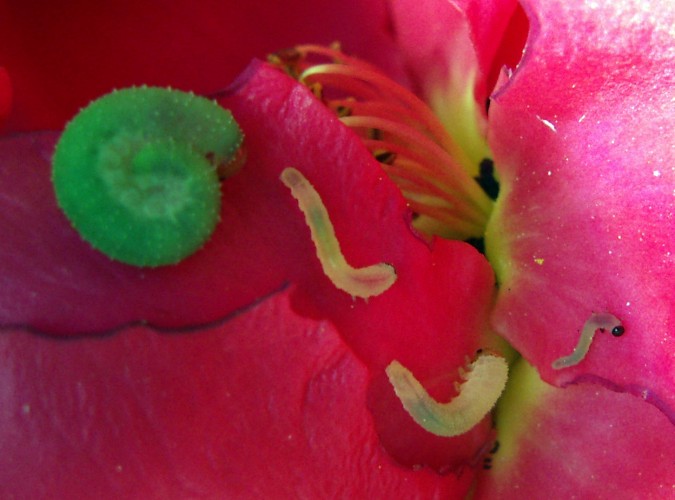 Curled Rose Sawflies (Allantus cinctus)