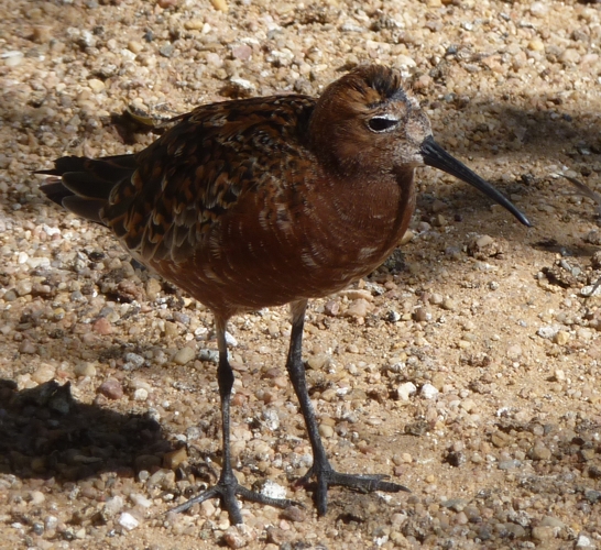 Curlew sandpiper (Calidris ferruginea)