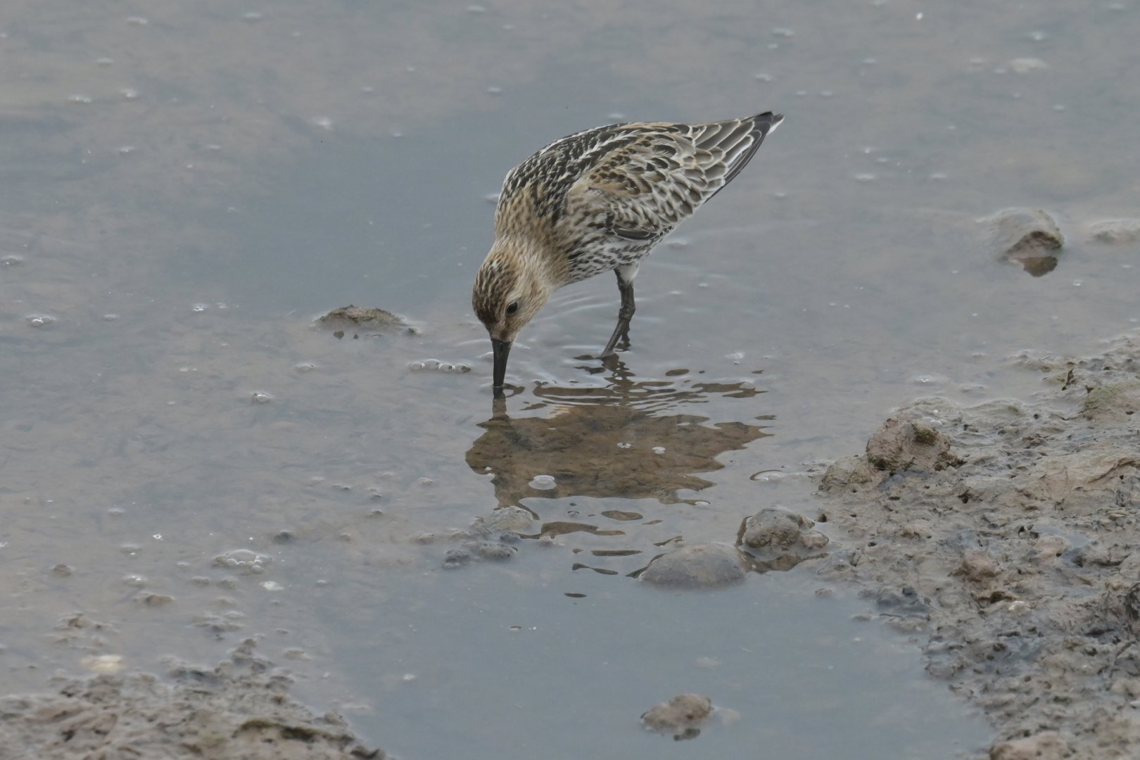 Curlew Sandpiper Calidris ferruginea