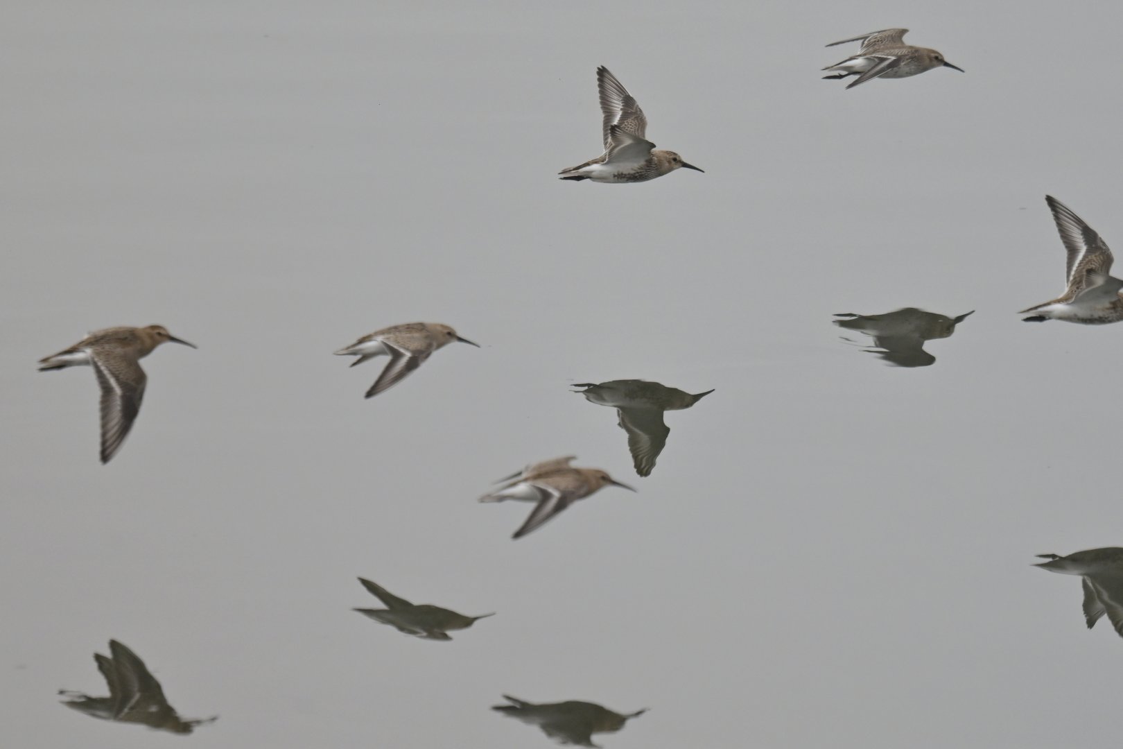 Curlew Sandpiper Calidris ferruginea