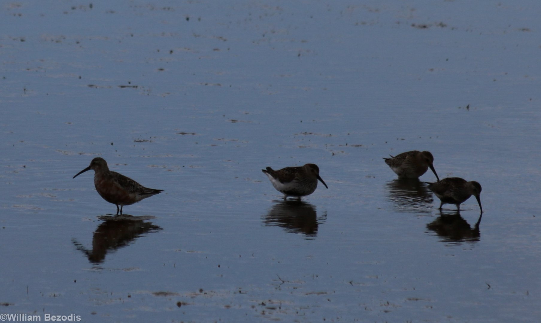 Curlew Sandpiper (left) and Dunlins - Spurn Head