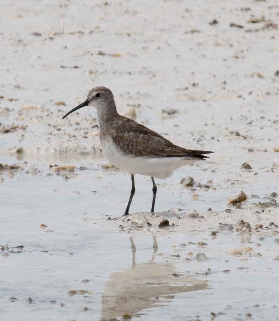 Curlew Sandpiper