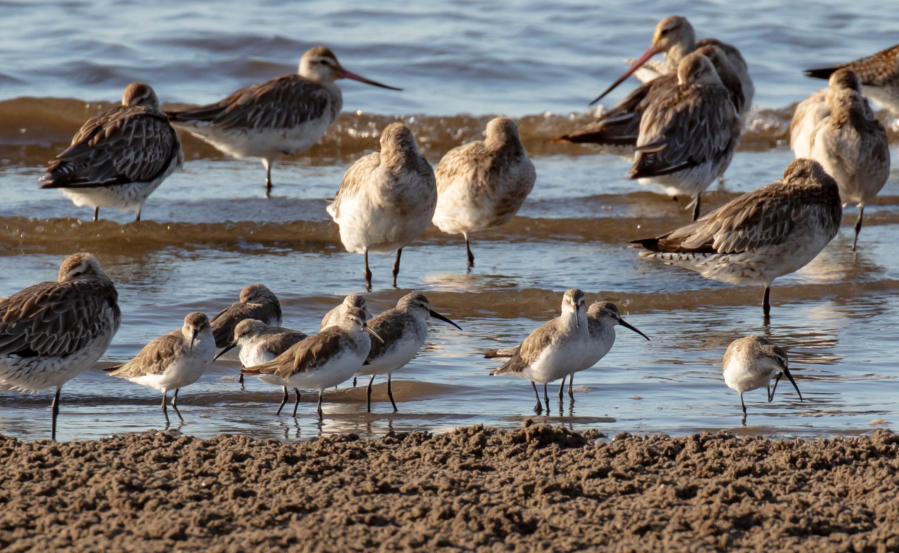 Curlew Sandpipers (in foreground)