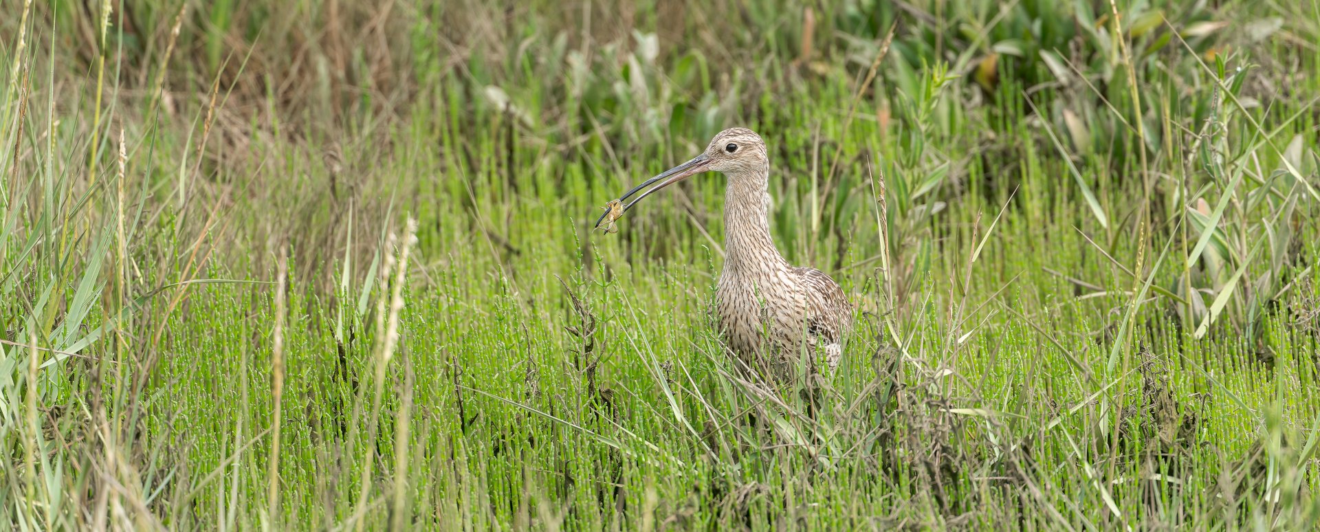 Curlew (wild) UK