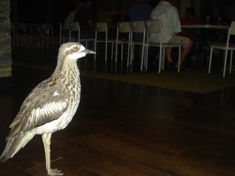 Curlew