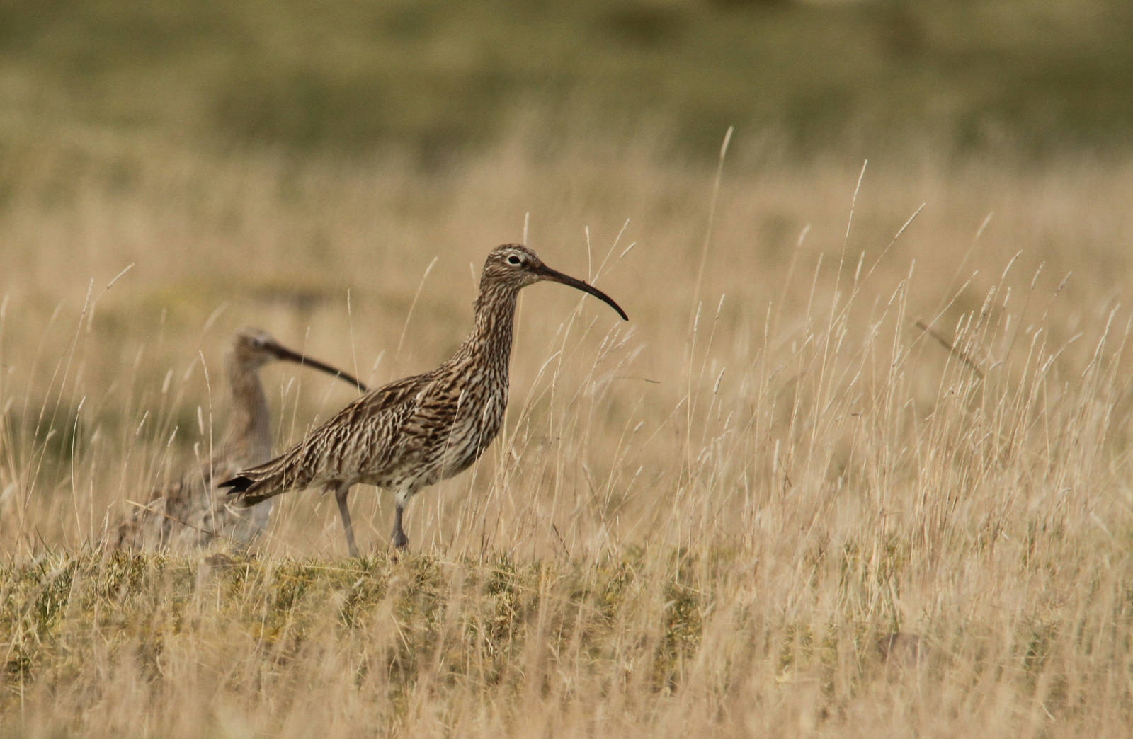 Curlew?